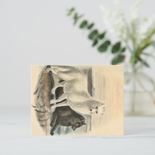 Arctic Fox Briefkaart (Staand voorkant)