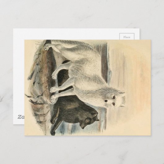 Arctic Fox Briefkaart (Voorkant / Achterkant)
