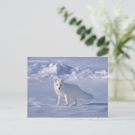 Arctic Fox Briefkaart (Staand voorkant)