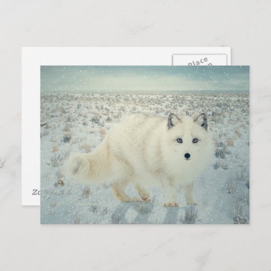 Arctic Fox Briefkaart (Voorkant / Achterkant)