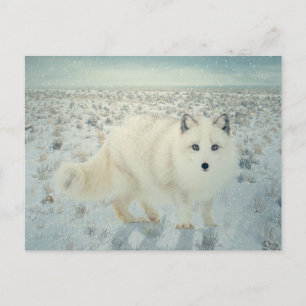 Arctic Fox Briefkaart