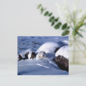 Arctic Fox Briefkaart (Staand voorkant)