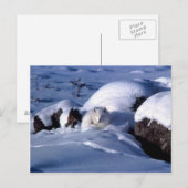 Arctic Fox Briefkaart (Voorkant / Achterkant)