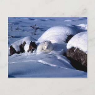 Arctic Fox Briefkaart