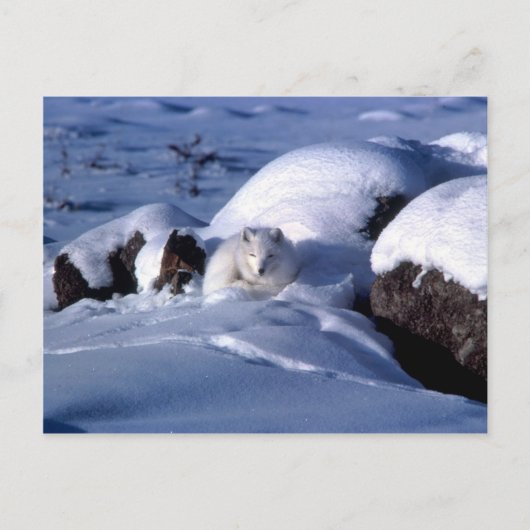 Arctic Fox Briefkaart (Voorkant)
