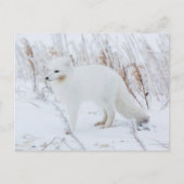 Arctic Fox Briefkaart (Voorkant)
