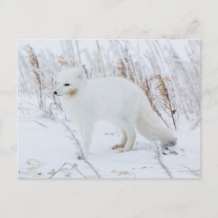 Arctic Fox Briefkaart