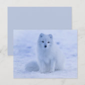 arctic fox-briefkaart briefkaart (Voorkant / Achterkant)