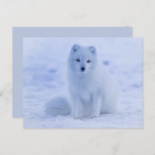 arctic fox-briefkaart briefkaart (Voorkant / Achterkant)