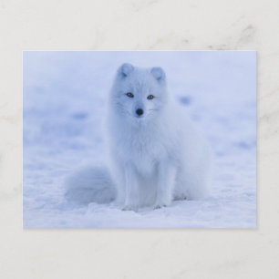 arctic fox-briefkaart briefkaart