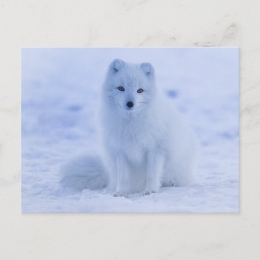 arctic fox-briefkaart briefkaart (Voorkant)