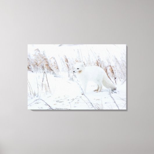 Arctic Fox Canvas Afdruk (Voorkant)