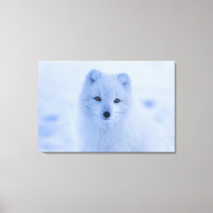 Arctic Fox Canvas Afdruk