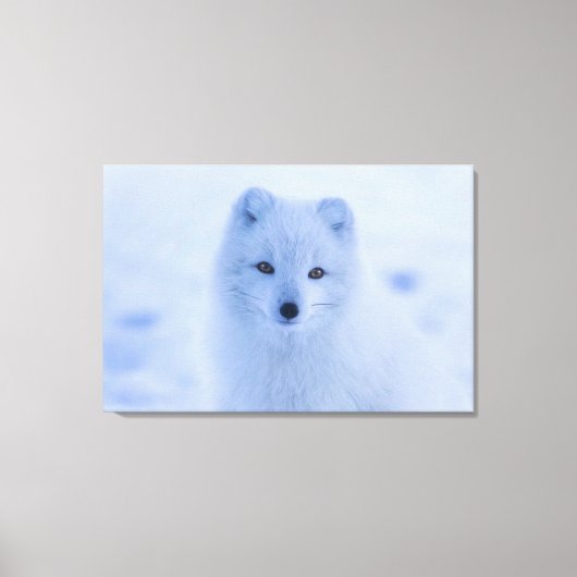 Arctic Fox Canvas Afdruk (Voorkant)