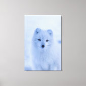 Arctic Fox Canvas afdrukken (Voorkant)
