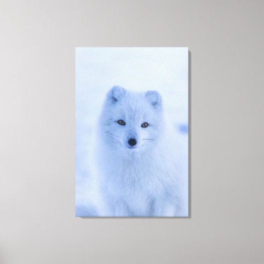 Arctic Fox Canvas afdrukken (Voorkant)