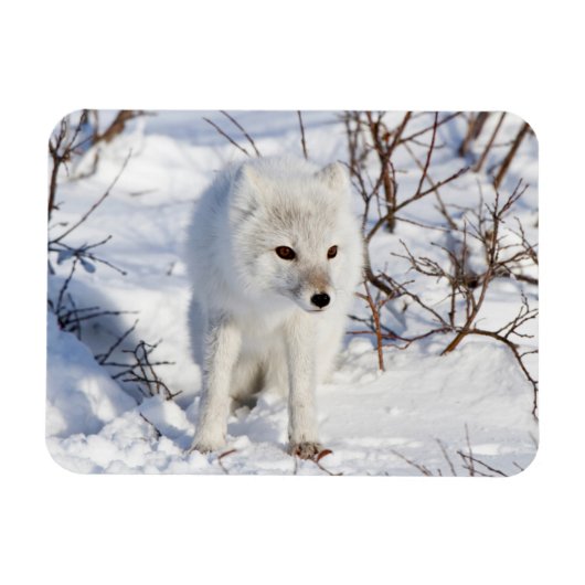 Arctic Fox, Churchill Wildlife Management Area Magneet (Horizontaal)