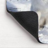 Arctic Fox, Churchill Wildlife Management Area Muismat (Hoek)