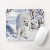 Arctic Fox, Churchill Wildlife Management Area Muismat (Met muis)