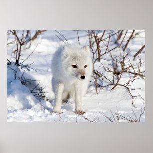 Arctic Fox, Churchill Wildlife Management Area Poster