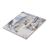 Arctic Fox, Churchill Wildlife Management Area Tegeltje (Zijkant)