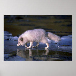 Arctic Fox-foerage langs de ijzeren rivier Poster