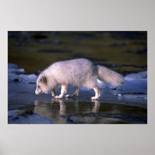 Arctic Fox-foerage langs de ijzeren rivier Poster (Voorkant)