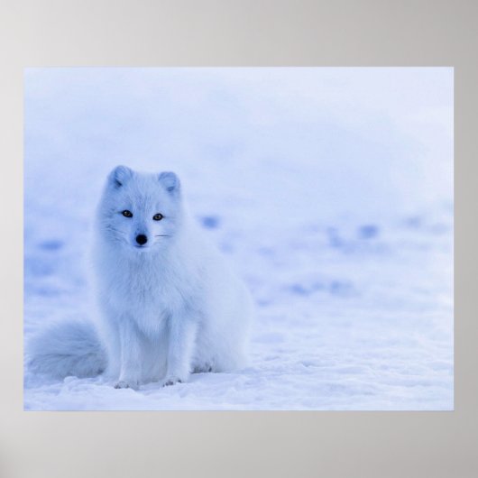 Arctic Fox, IJsland Poster (Voorkant)