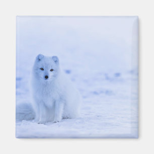 Arctic Fox, IJslandse foto Magneet