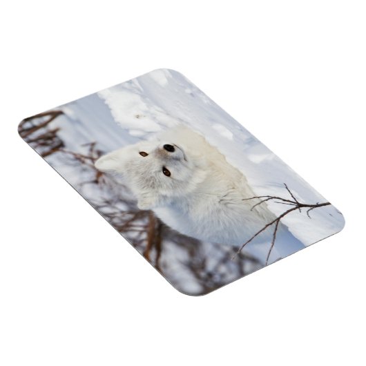 Arctic Fox in winter Magneet (Rechterzijde)