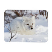 Arctic Fox in winter Magneet (Horizontaal)