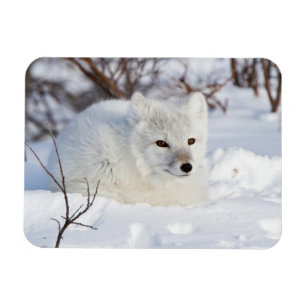 Arctic Fox in winter Magneet