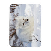 Arctic Fox in winter Magneet (Verticaal)