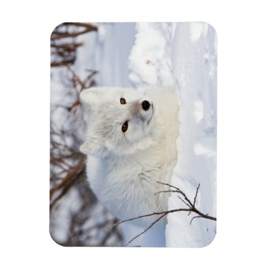 Arctic Fox in winter Magneet (Verticaal)