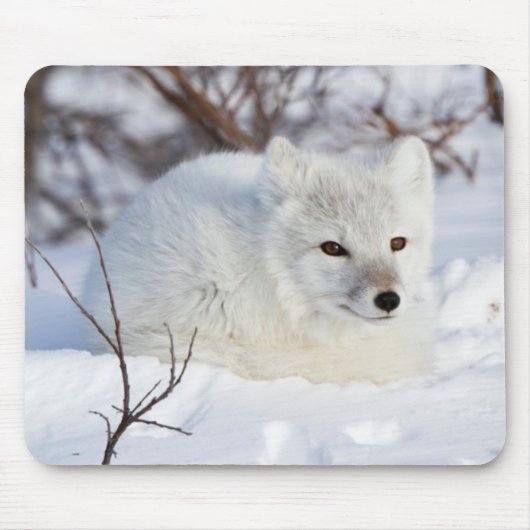 Arctic Fox in winter Muismat (Voorkant)