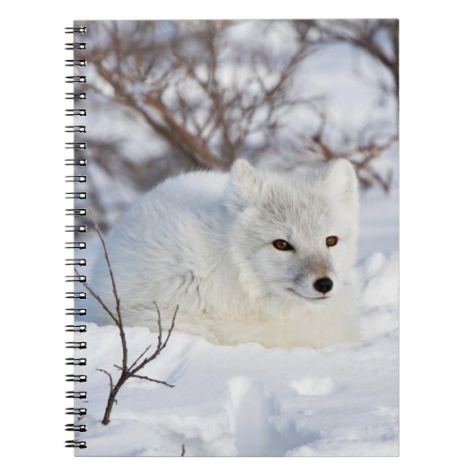 Arctic Fox in winter Notitieboek (Voorkant)