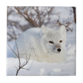 Arctic Fox in winter Tegeltje (Voorkant)