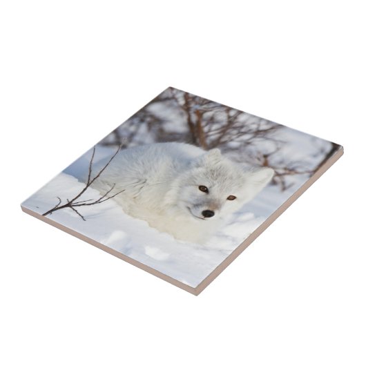 Arctic Fox in winter Tegeltje (Zijkant)