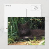 Arctic Fox Kit Wildlife Series # 19 Briefkaart (Voorkant / Achterkant)