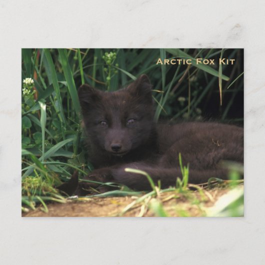 Arctic Fox Kit Wildlife Series # 19 Briefkaart (Voorkant)