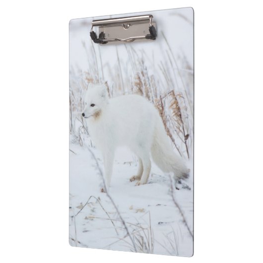 Arctic Fox Klembord (Links)