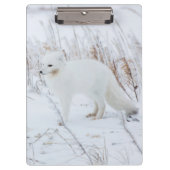 Arctic Fox Klembord (Voorkant)