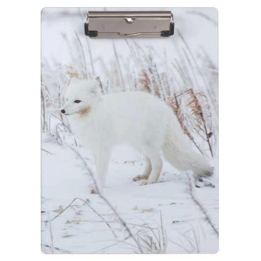 Arctic Fox Klembord (Voorkant)