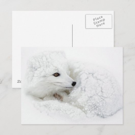 Arctic Fox kromp in de winter Briefkaart (Voorkant / Achterkant)