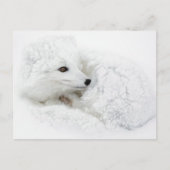 Arctic Fox kromp in de winter Briefkaart (Voorkant)