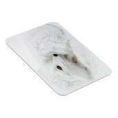 Arctic Fox kromp in de winter Magneet (Rechterzijde)