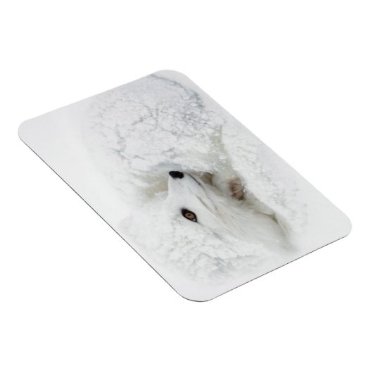 Arctic Fox kromp in de winter Magneet (Rechterzijde)