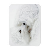 Arctic Fox kromp in de winter Magneet (Verticaal)