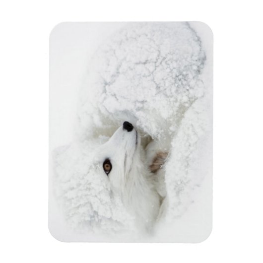 Arctic Fox kromp in de winter Magneet (Verticaal)