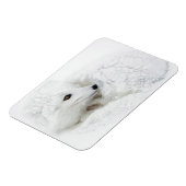 Arctic Fox kromp in de winter Magneet (Linkerzijde)